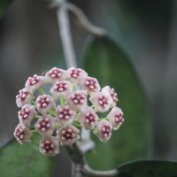 <i>Hoya sp.</i>